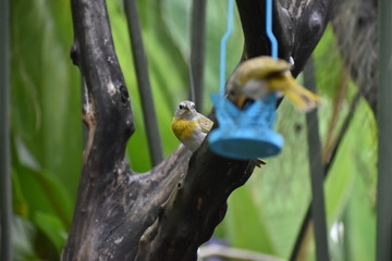 pájaro observando