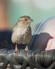 House sparrow stood on arm of garden furniture chair