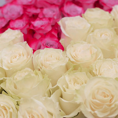 Natural red and white roses background. Postcard for a holiday. Valentine's day. Mother's Day! Holidays concept. 8. 14.