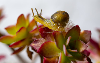 Snail in shell creeps on the green lush green leaves of goldenrod plant, close-up view, macro shot