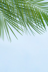 Palm branches on a light blue background.