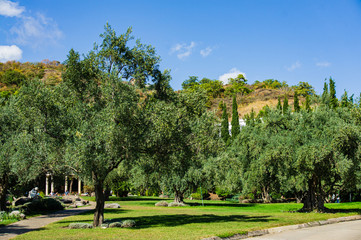 Fototapeta na wymiar Alushta, Russia - September 28, 2019: Paradise landscape park in Crimea. Olive trees (Olea europaea) in relict olive grove in Aivazovsky. Age of trees is more than 200 years. Landscape architecture.