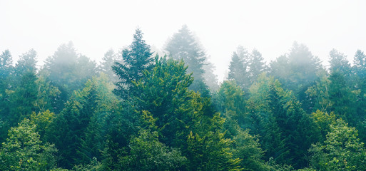 The dramatic wall fir-tree forest against the gray sky in the fog for creative background - Powered by Adobe
