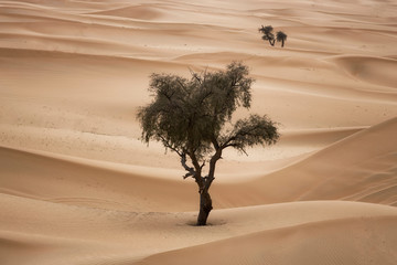 Lonely Tree stands in  desert dune, Abu Dhabi.