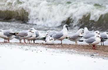 gulls are standing and lying on the sand between snow and water