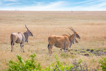 Antelopes Eland kanna