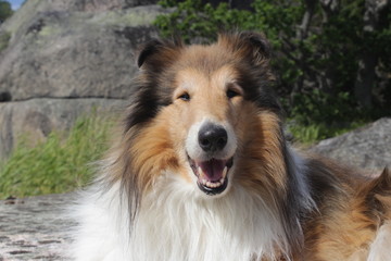 Fototapeta premium happy dog