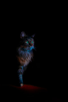 Portrait of a Beautiful Maine Coon cat in dark, black background