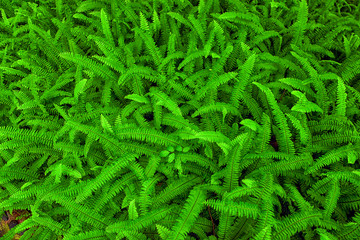 Beautiful fern with pure green background.