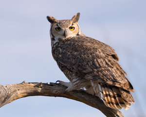 Great Horned Owl perched on a tree branch
