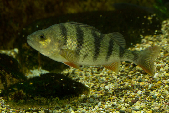 Common Perch (Perca Fluviatilis).