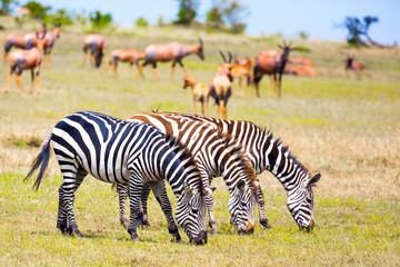 Fototapeta na wymiar Tsessebe antelopes and zebras