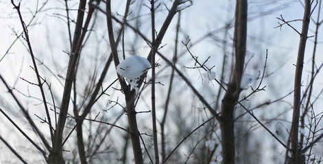 snow on a branch