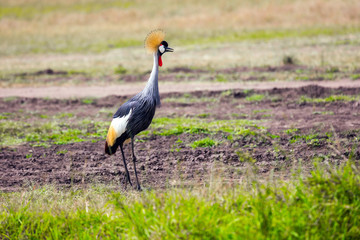 Fototapeta premium Crowned Crane in the African savannah