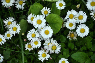 The perennial Bellis perennis bloom in nature © orestligetka