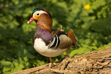  Mandarin duck (Aix galericulata).