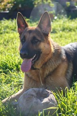 german shepherd dog