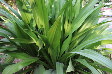 long green leaves of plant