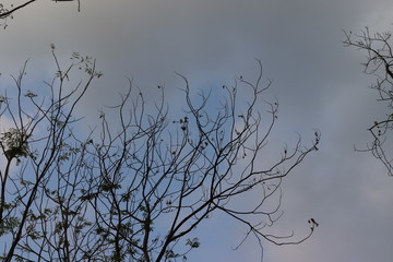 blue sky with leaves shed tree
