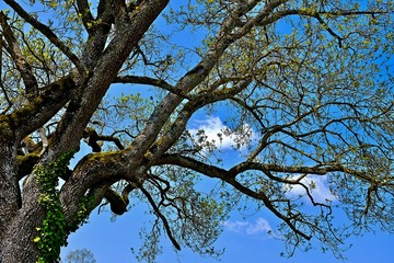 ARBRE MORVAN