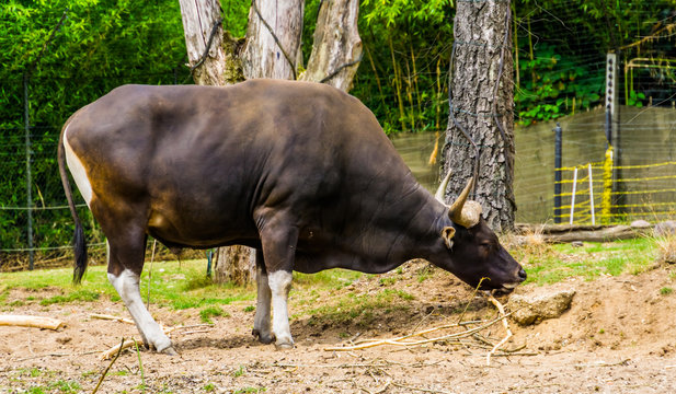 closeup of a banteng bull in the pasture, Endagered cattle specie from Indonesia