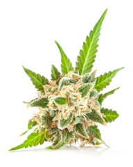 Medical marijuana flower with trichomes and orange hairs and leaves