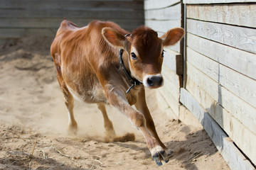 Jersey calf runs in a dairy farm, body portrait of a cow on pasture in motion © Svetlana
