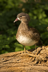  Mandarin duck (Aix galericulata) .