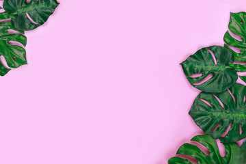 Fototapeta na wymiar Monstera leaves on pink background. Tropical concept with free copy space for text.