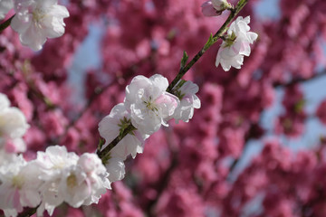 Flower of peach - Prunus persica. It is called 