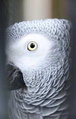 Papuga żako, żółte oko z bliska © Gabriela