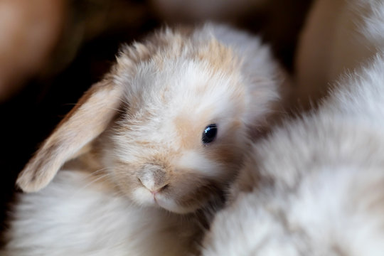 Cute fluffy baby lop eared bunny close up
