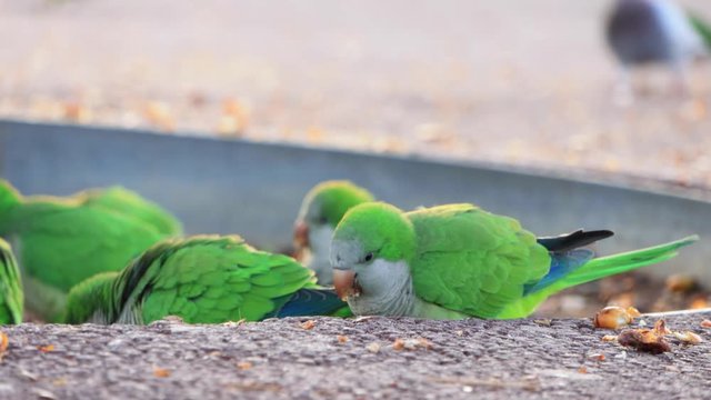 Green parrots known as Monk Parakeets in the city centre of Barcelona, Spain