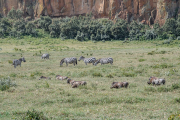happy wild animals in savanna cliffs