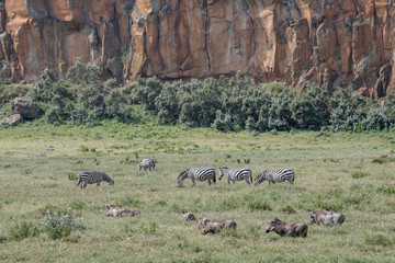 happy wild animals in savanna cliffs