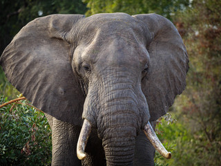 Obraz premium African bush elephant (Loxodonta africana), or African savanna elephant. Mpumalanga. South Africa.