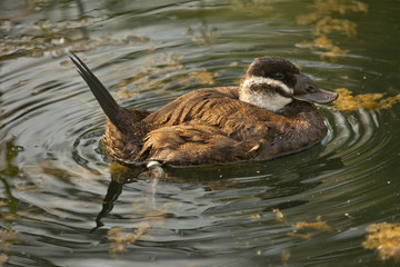 White-headed duck (Oxyura leucocephala).
