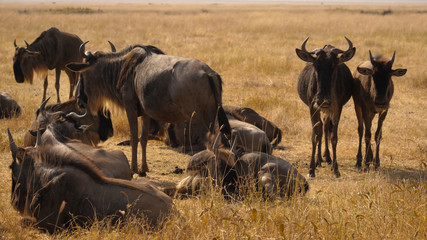 Wild Wildebeest Gnu grazing, Kgalagadi, South Africa, wildlife