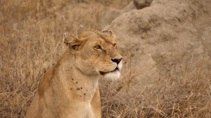 Fototapeta na wymiar Close-up of a lioness sitting in the natural habitat of the steppe of Tanzania