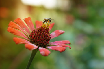 A bee perched on a pink zinnia flower. Soft focus. bee looking for sweet nectar on a beautiful flower. Soft focus.