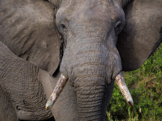 African bush elephant (Loxodonta africana), or African savanna elephant. Mpumalanga. South Africa.