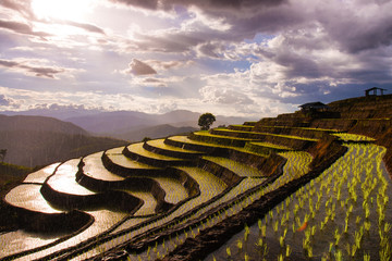 Photograph of terraced paddy field in cloudy and rainy day in Mae-Jam district, Chiang Mai Province, Thailand.