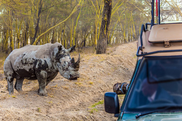 Huge white rhino and touring jeep - safari © Kushnirov Avraham