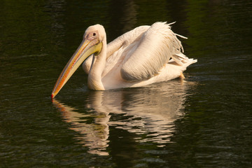 White Pelican (Pelecanus onocrotalus) .