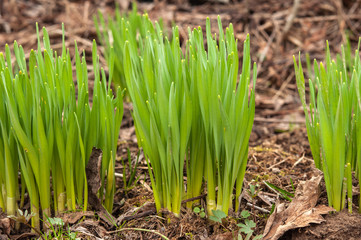 Young spring sprouts of daffodils in the garden