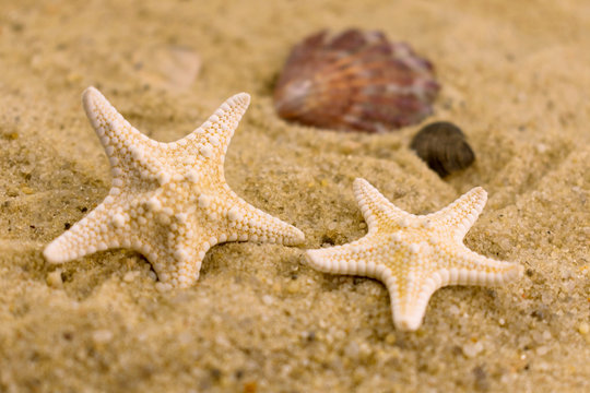  Small sea stars on the beach sand. Selective focus.
