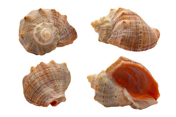Seashells on a white background in different angles