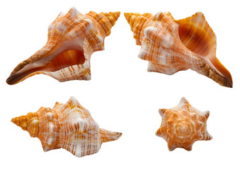Seashells on a white background in different angles