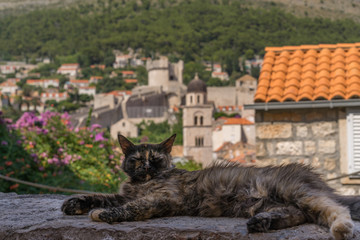Lazy cat in the Old town of Dubrovnik