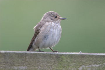 Spotted Flycatcher
